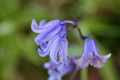 Close-up of purple flowers