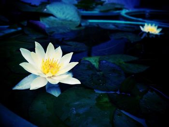 Close-up of lotus water lily in pond