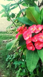 Close-up of flowers blooming outdoors