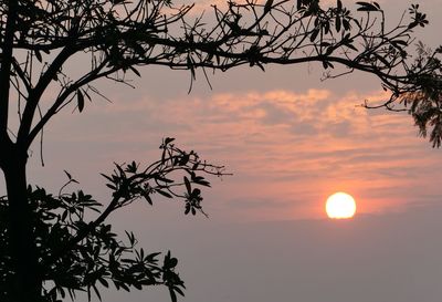 Low angle view of silhouette tree against orange sky