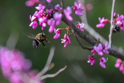 Close-up of bee pollinating on pink flower