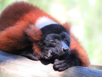 Red ruffed lemur resting on wood at dublin zoo