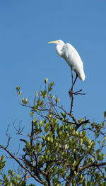 Low angle view of bird perching on branch against sky