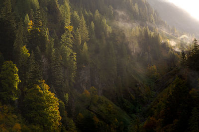 Scenic view of forest