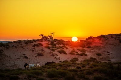 View of horses on landscape during sunset