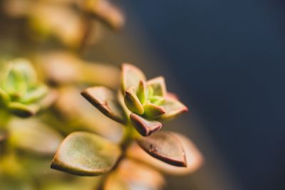 Close-up of plant growing outdoors