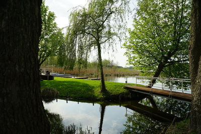 Reflection of trees in lake against sky