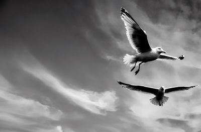 Low angle view of seagull flying against sky