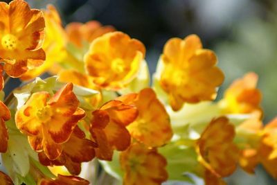 Close-up of yellow flower