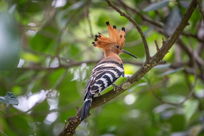 Bird perching on a tree
