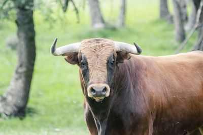 Close-up of cow standing on field