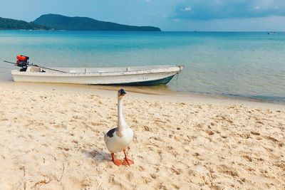 Seagull on beach against the blue sea