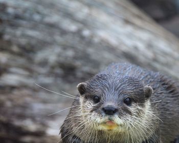 Close-up portrait of an otter