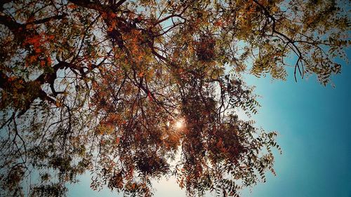 Low angle view of trees against sky during autumn