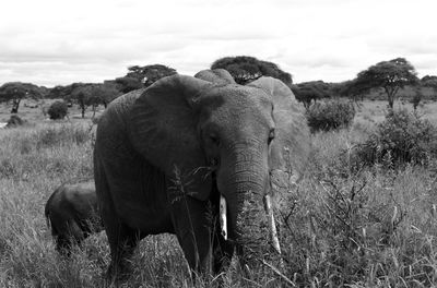 View of elephant on field against sky