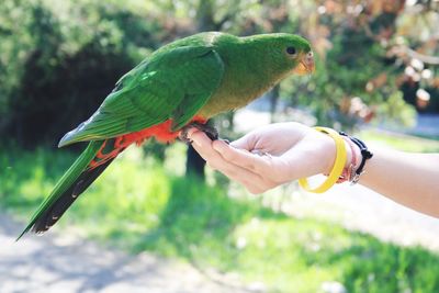 Close-up of parrot perching on hand