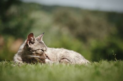 Close-up of dog on field