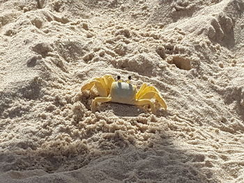 High angle view of animal on beach