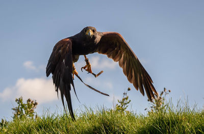 Close-up of eagle flying over field against sky