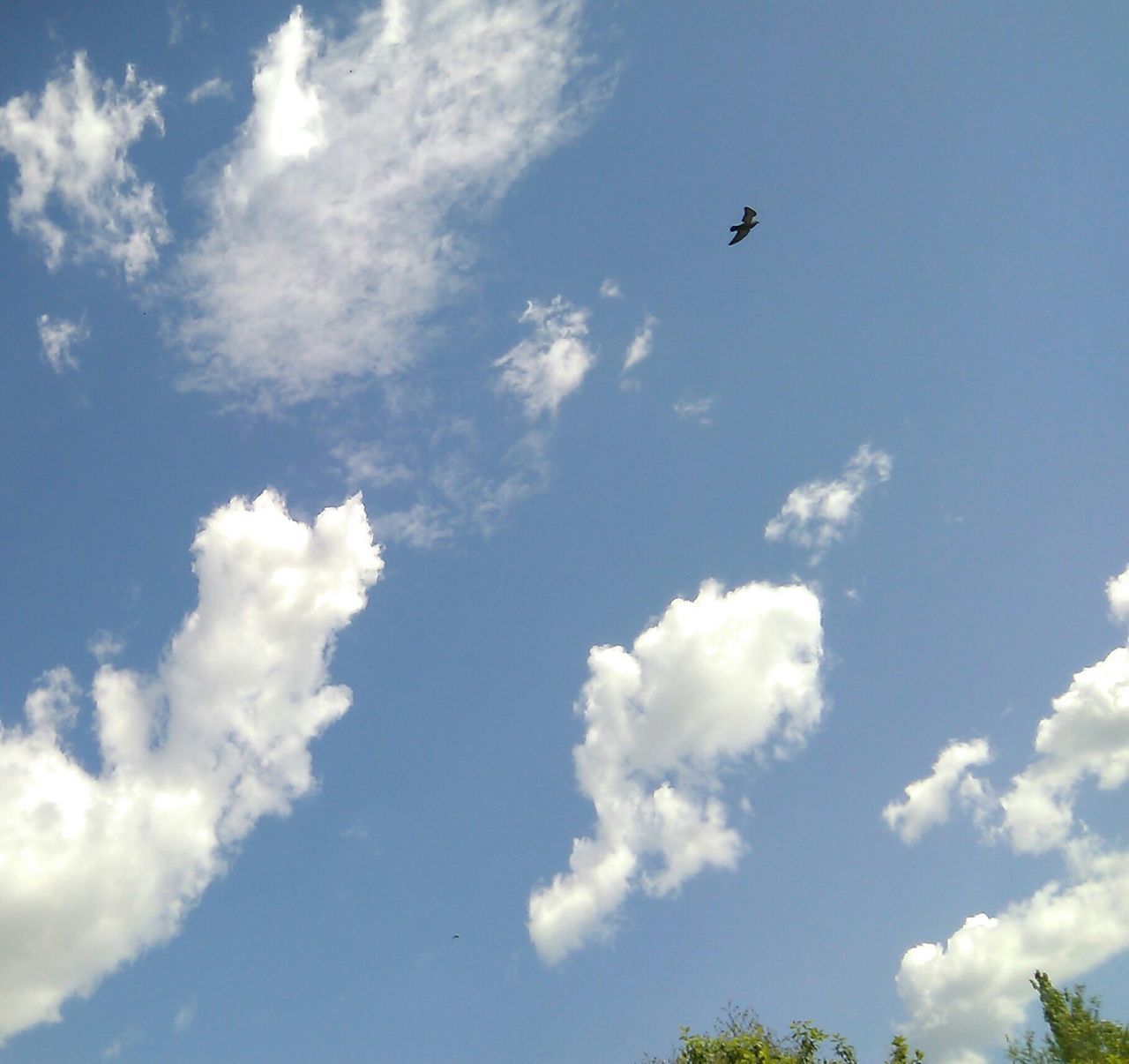 flying, bird, animal themes, low angle view, wildlife, sky, animals in the wild, one animal, mid-air, spread wings, blue, cloud - sky, nature, cloud, beauty in nature, day, tranquility, seagull, outdoors, scenics