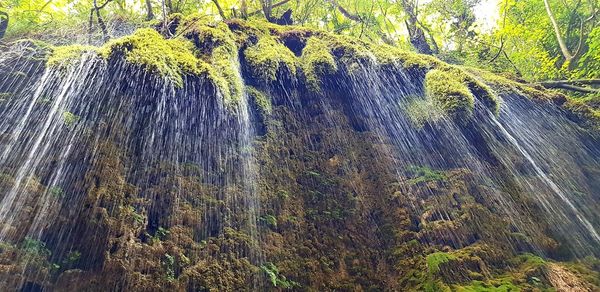 Low angle view of reed growing on rock