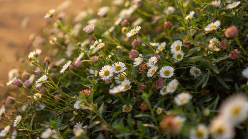 Close-up of flowering plants on field