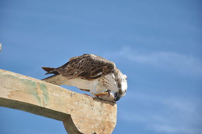 Low angle view of eagle perching on wood against sky