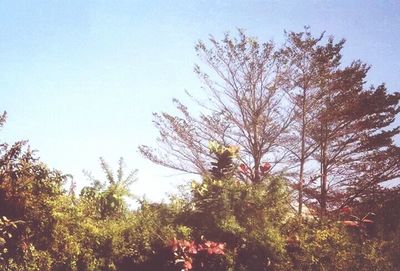 Low angle view of trees against blue sky