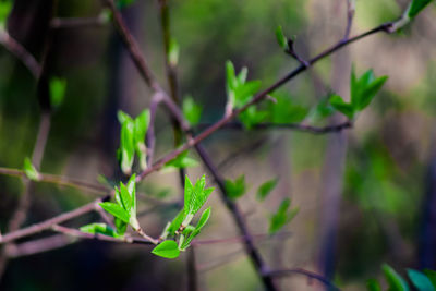 Close-up of fresh green leaves