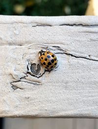 High angle view of ladybug