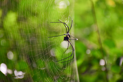 Close-up of spider on web