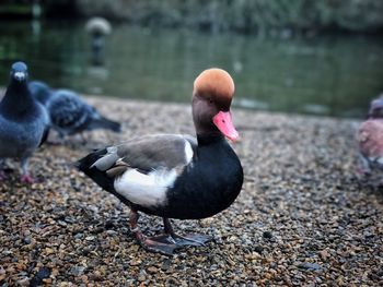 Close-up of duck in water