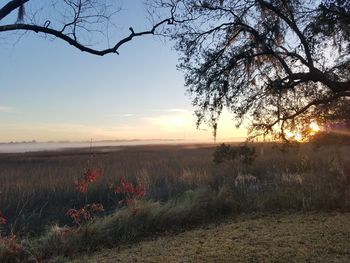 Scenic view of tree against sky during sunset