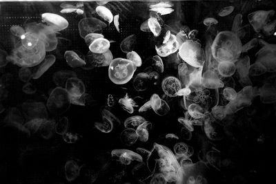 Close-up of jellyfish against black background