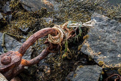 High angle view of driftwood in forest