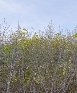 Low angle view of fresh tree against sky