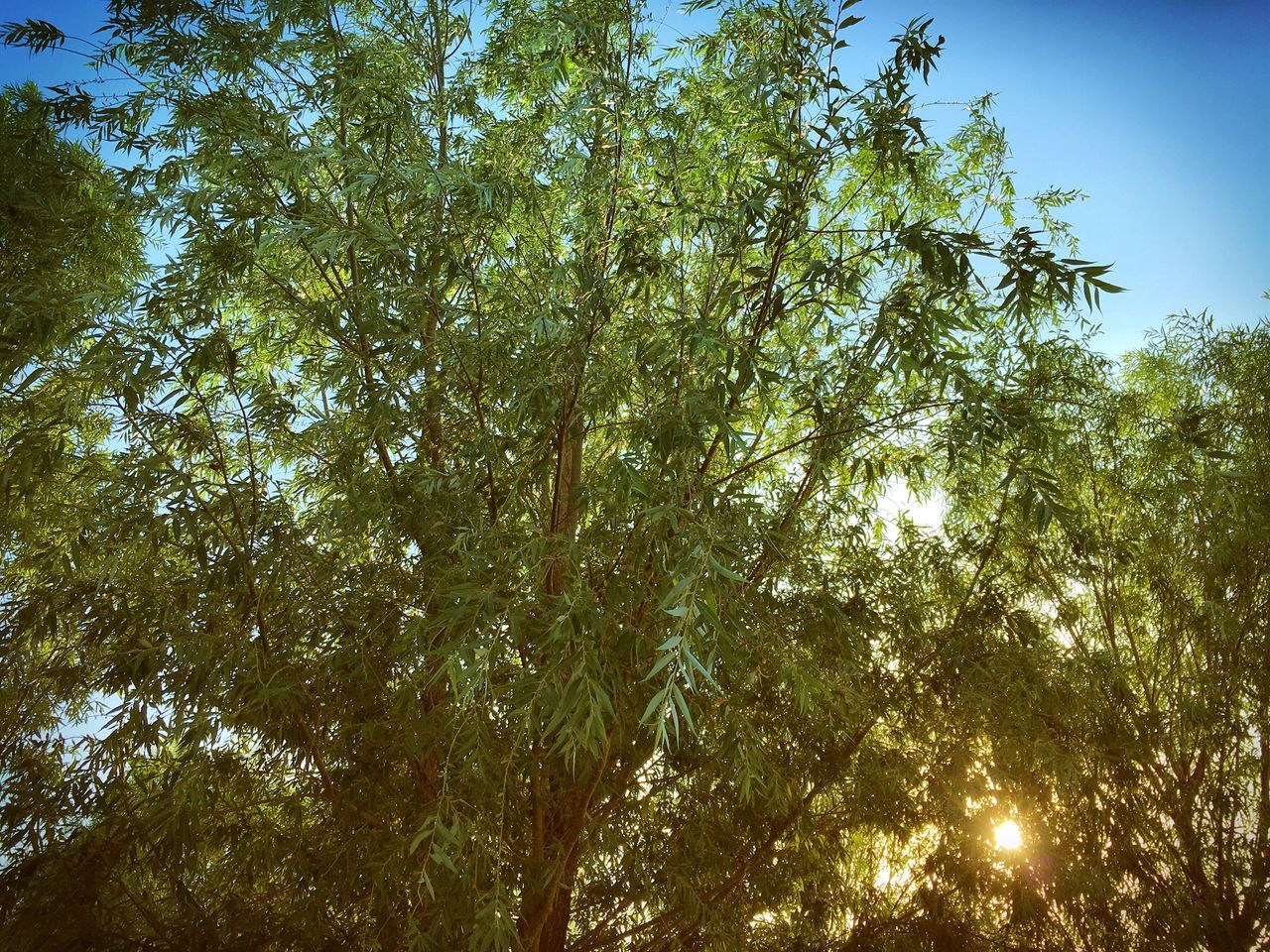 low angle view, tree, growth, sun, sunlight, branch, scenics, tranquility, sunbeam, tranquil scene, beauty in nature, nature, green color, sky, blue, non-urban scene, day, outdoors, lush foliage, lens flare, bright, tall - high, back lit, majestic, tall, woodland, streaming, green