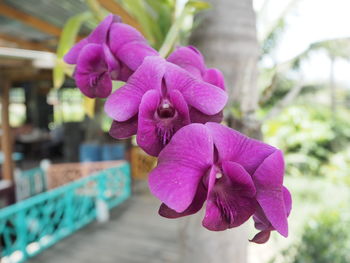 Close-up of purple flower blooming outdoors