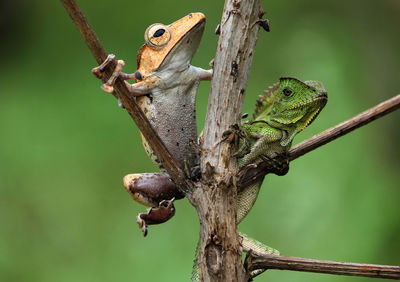 Close-up of lizard on tree