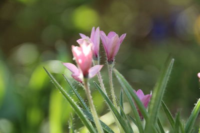 Close-up of pink flowering plant