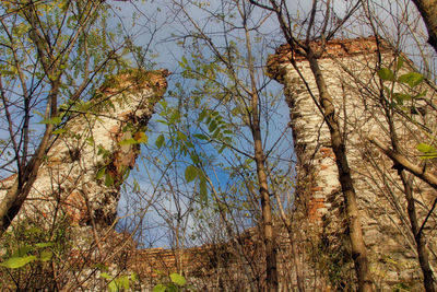 Low angle view of trees in forest against sky