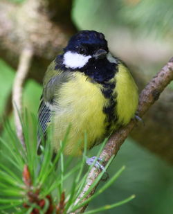 Close-up of great tit perching on tree