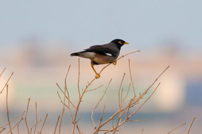 Close-up of bird perching on a plant