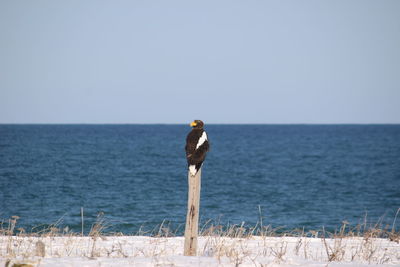 View of bird in sea against clear sky