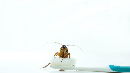 Close-up of insect over white background