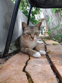 Portrait of cat sitting outdoors