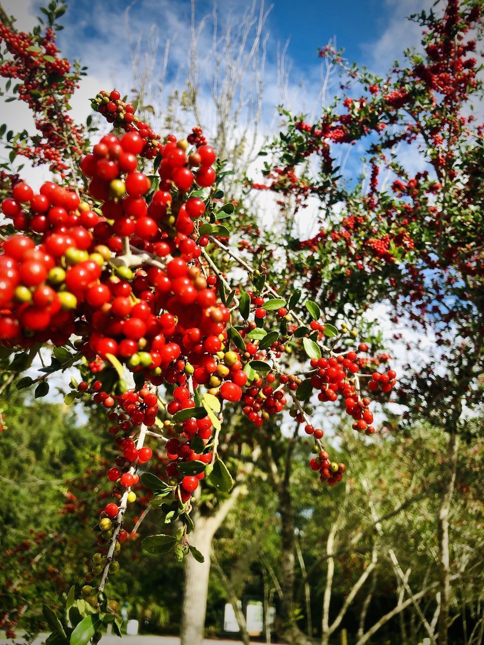 RED BERRIES GROWING ON TREE