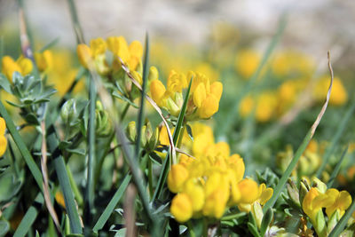 Close-up of yellow flowering plant on field