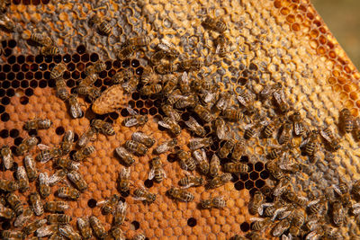 Full frame shot of honey