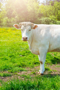 Portrait of cow standing on field